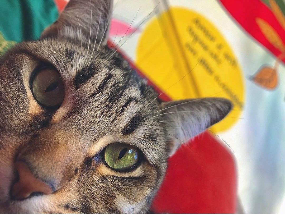 Close de um dos gatos residentes da Lagoa Nômade, de olhos verdes